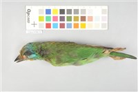 藏品(五色鳥)的圖片